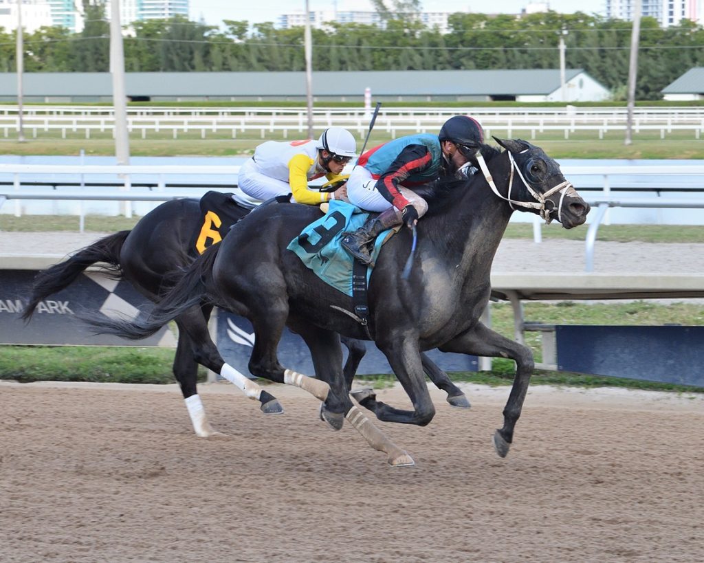 Lightning Tones - Sunshine Classic Stakes - Lauren King/Coglianese Photo