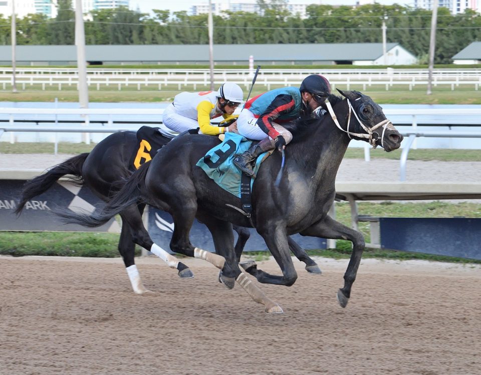 Lightning Tones - Sunshine Classic Stakes - Lauren King/Coglianese Photo