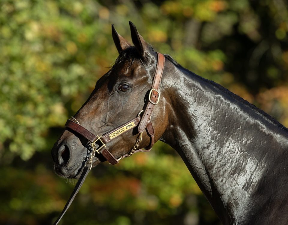 Thorpedo Anna - DRF Barbara Livingston