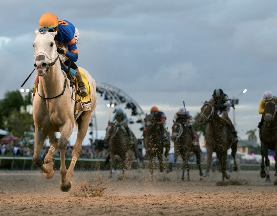 White Abarrio - Pegasus World Cup Invitational G1 - DRF Barbara Livingston