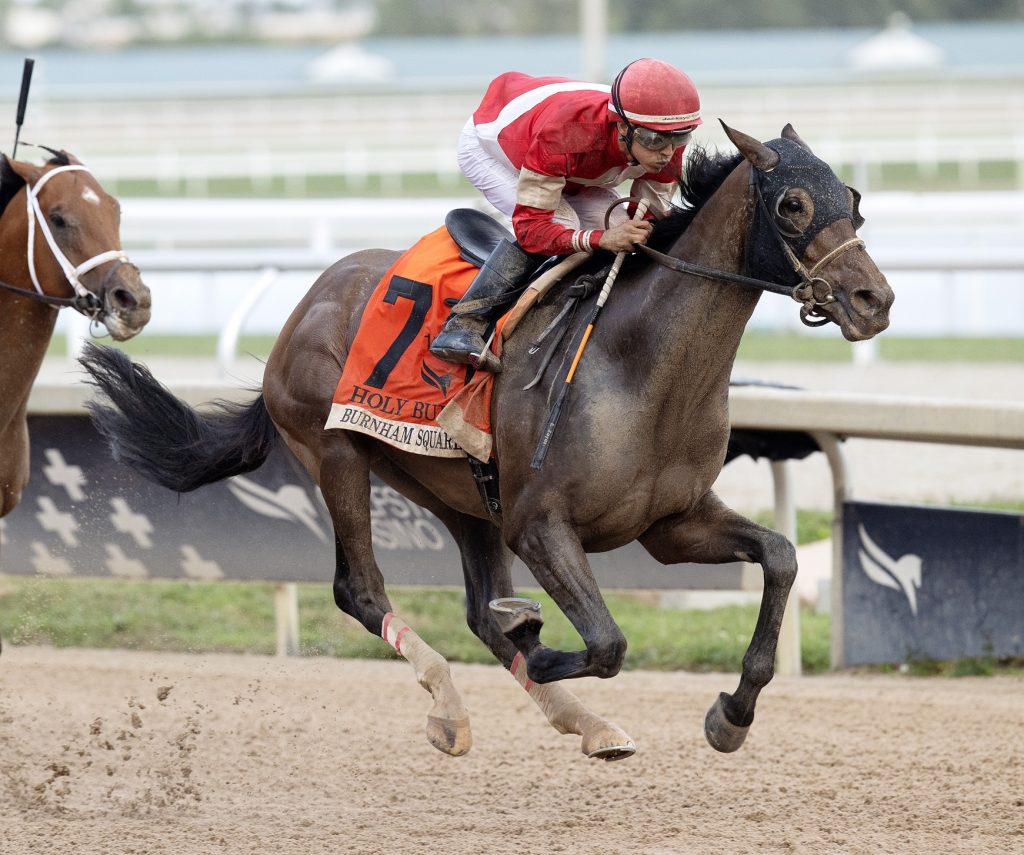 Burnham Square - Holy Bull Stakes G3 - Foto Barbara Livingston / DRF