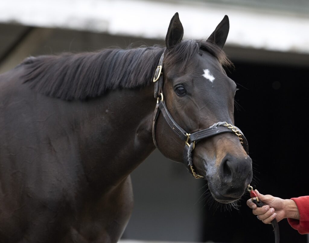 Goodnight Olive - Barbara D. Livingston - Daily Racing Form