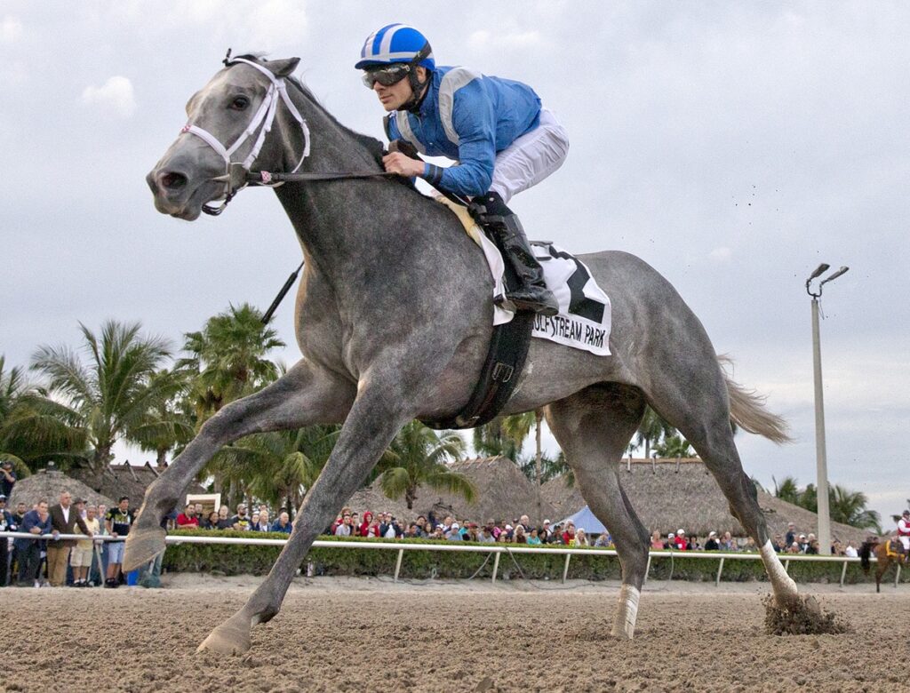 Mohaymen - Barbara D. Livingston - Daily Racing Form