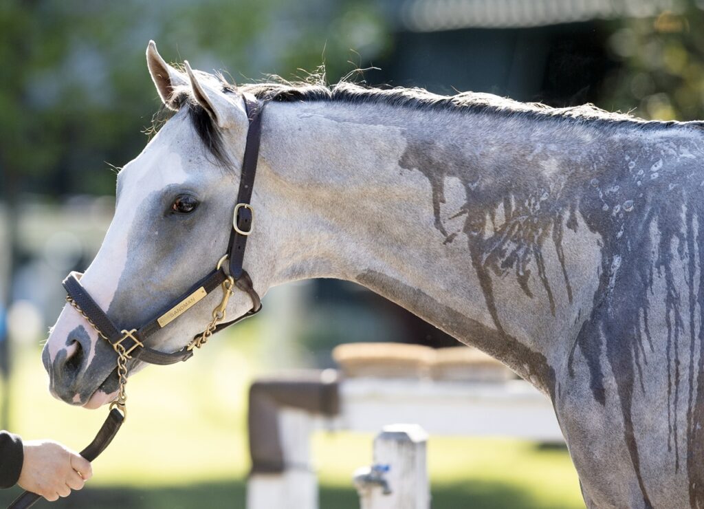 Sandman - Barbara Livingston - Daily Racing Form