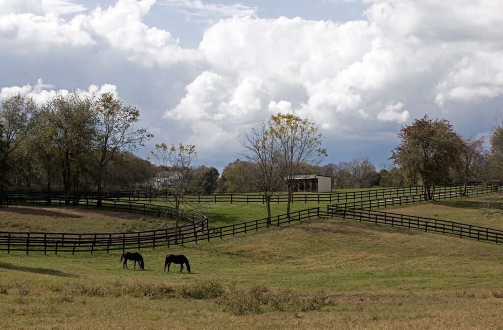 Foto: Barbara D. Livingston - Daily Racing Form