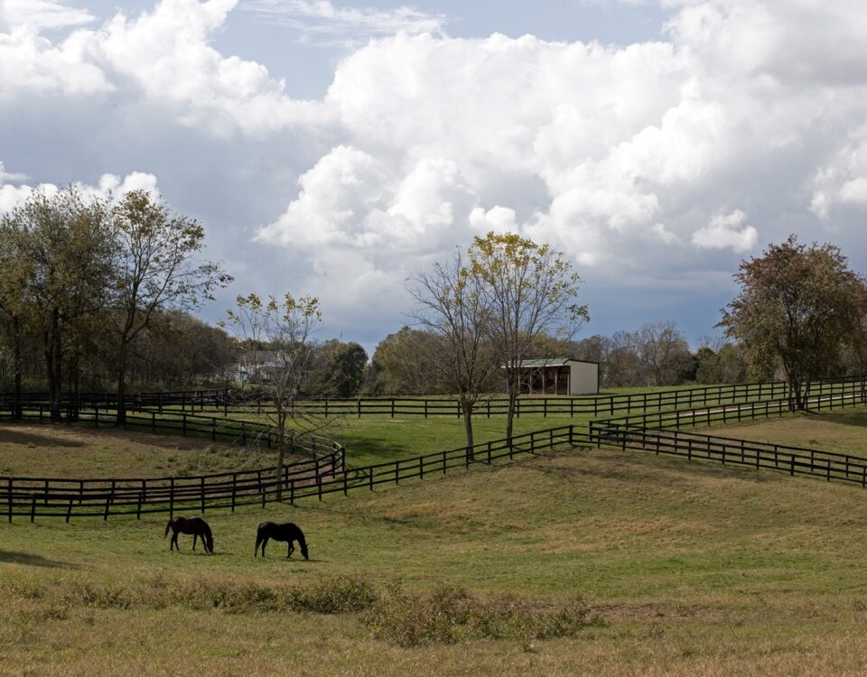 Foto: Barbara D. Livingston - Daily Racing Form