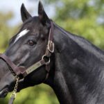 Medaglia d'Oro - Barbara Livingston - Daily Racing Form