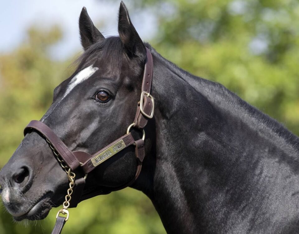 Medaglia d'Oro - Barbara Livingston - Daily Racing Form