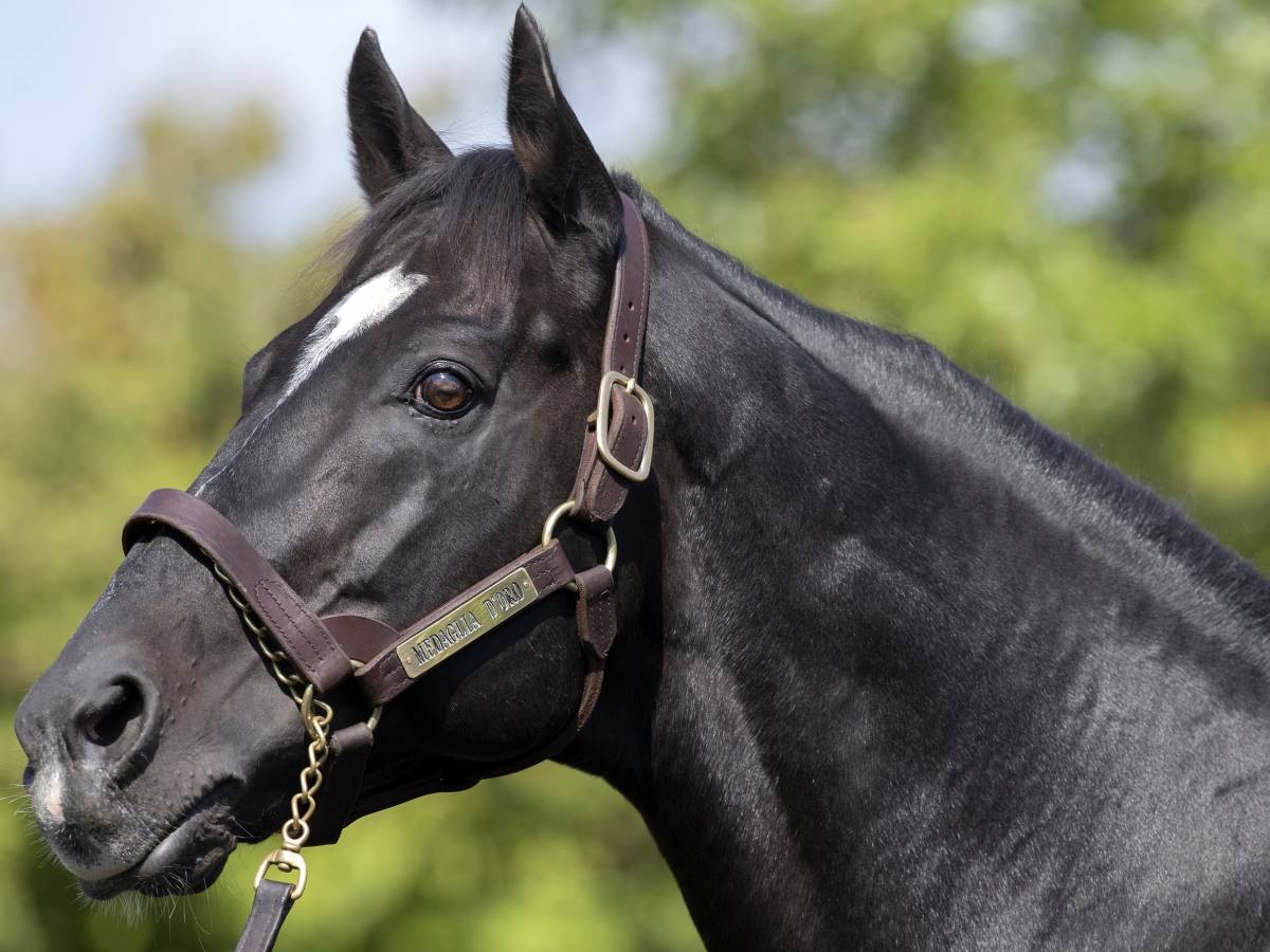 Los sementales más productivos en grama este año | DRF en Español
