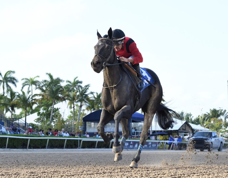 Unchained Elaine - Any Limit Stakes - Lauren King/Coglianese Photo