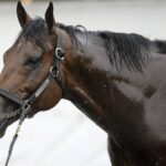 Nysos - Barbara D. Livingston - Daily Racing Form