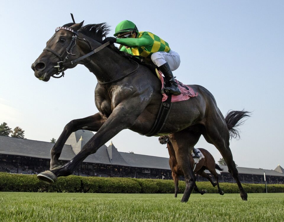 Donegal Momentum - Poker Stakes - Barbara D. Livingston - Daily Racing Form
