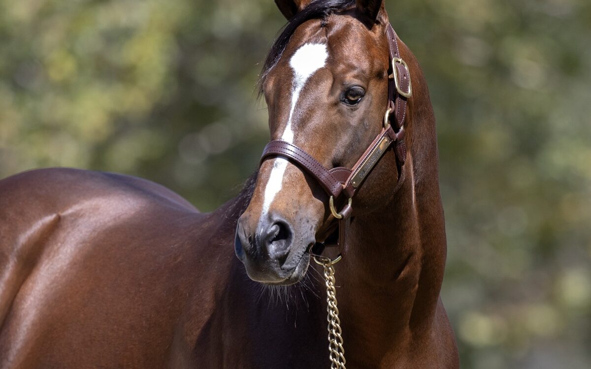 Goldencents en Spendthrift Farm - Barbara Livingston / Daily Racing Form