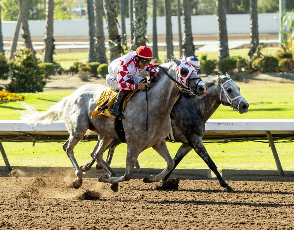 Los Alamitos Race Course, Cypress CA.© BENOIT PHOTO
