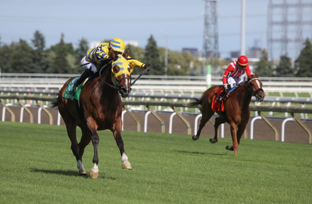 Patches O' Houlihan - Highlander Stakes - Julie Wright - Daily Racing Form