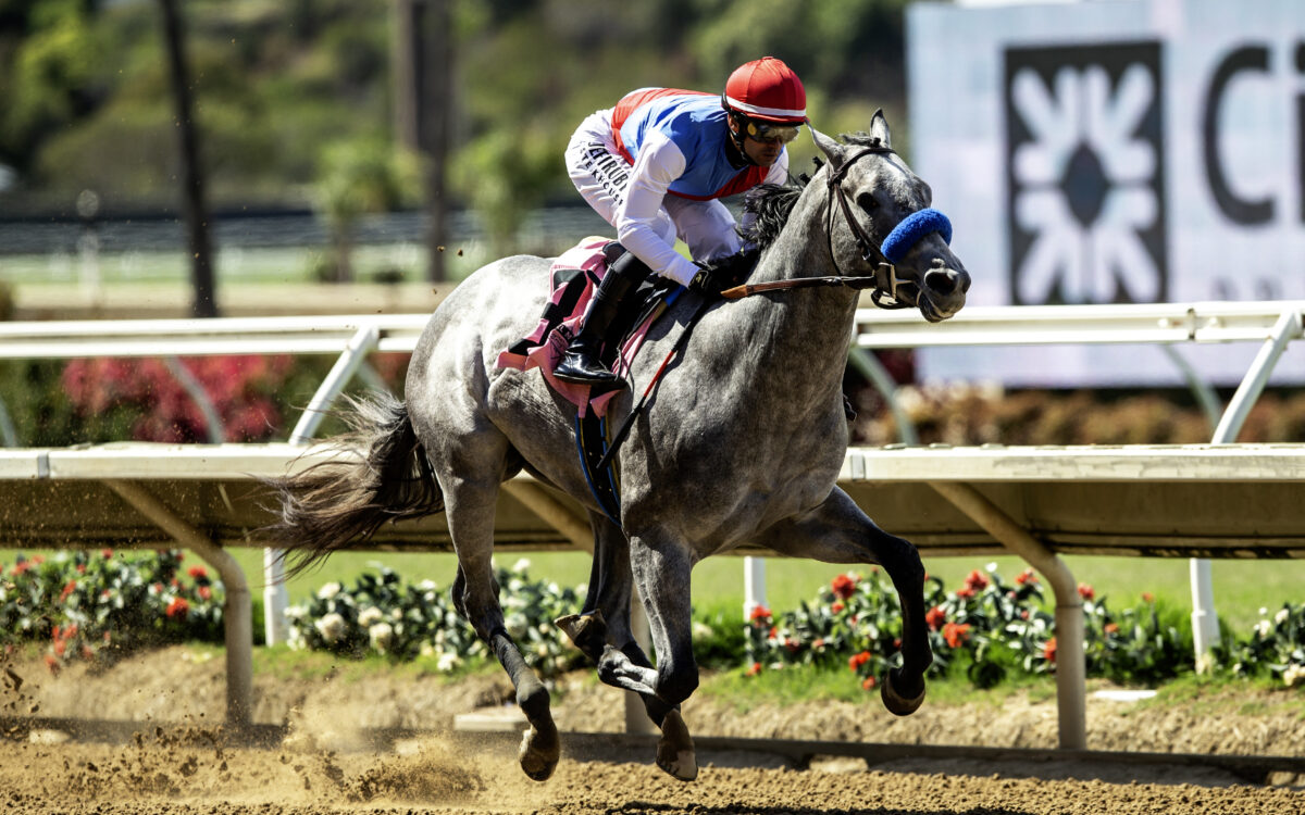 Brant - Beyer 101 - Benoit Photo / Del Mar
