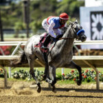 Brant - Beyer 101 - Benoit Photo / Del Mar