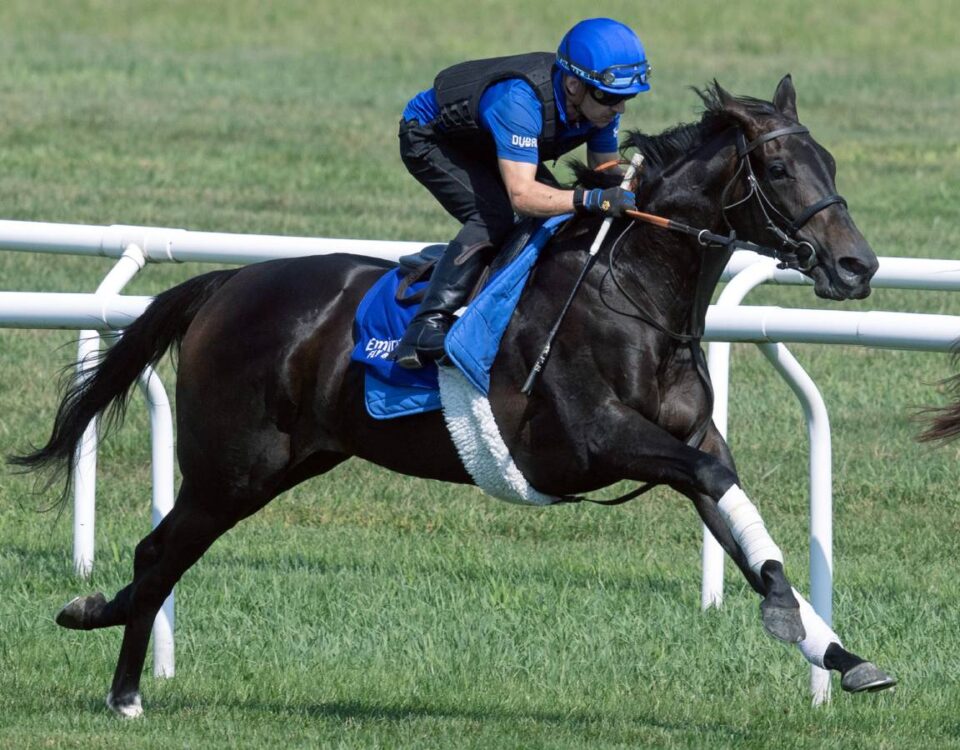 Cinderella's Dream - Barbara D. Livingston - Daily Racing Form