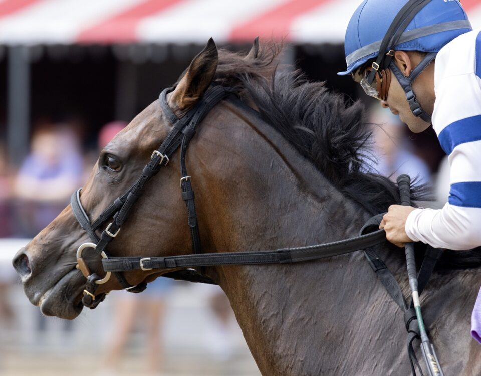 Echo Sound - Barbara D. Livingston / Daily Racing Form