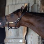 Journalism - Barbara D. Livingston - Daily Racing Form
