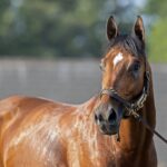 Journalism - Barbara D. Livingston - Daily Racing Form