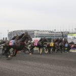 Meadowlands - Foto: Nikki Sherman / DRF Harness
