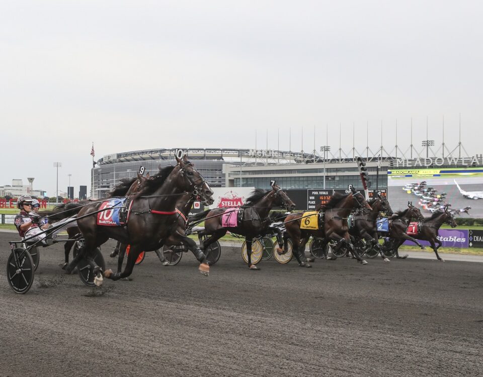 Meadowlands - Foto: Nikki Sherman / DRF Harness