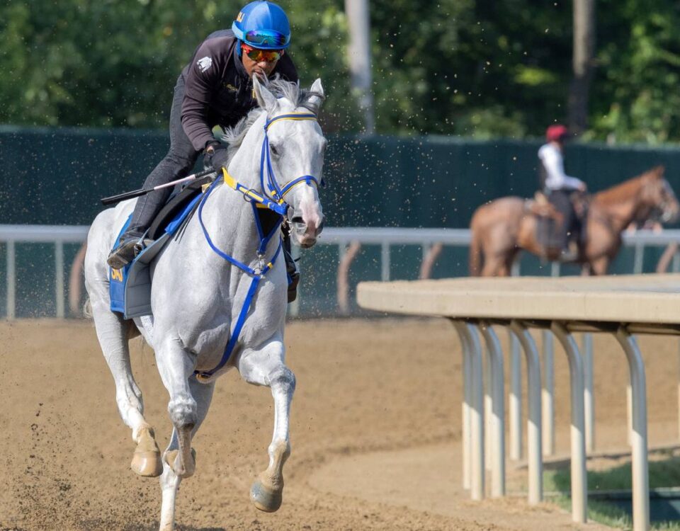 White Abarrio - Barbara D. Livingston - Daily Racing Form