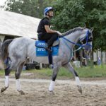 Gabaldon - Barbara D. Livingston / Daily Racing Form