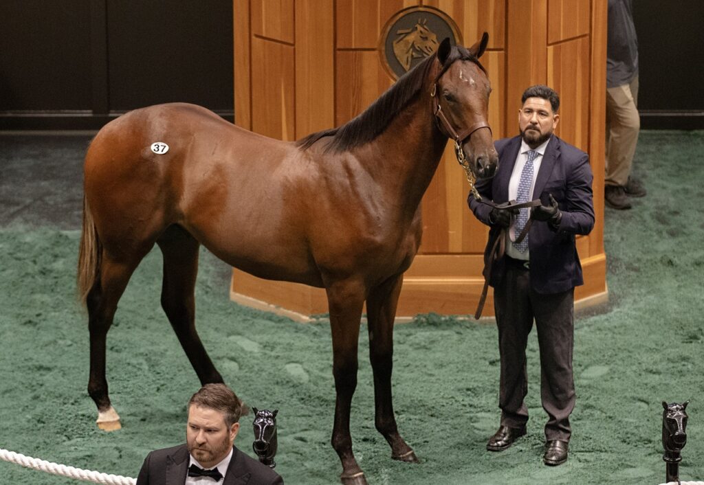 Hip 37 - Potro (Gun Runner) $2.7M - Barbara D. Livingston - Daily Racing Form