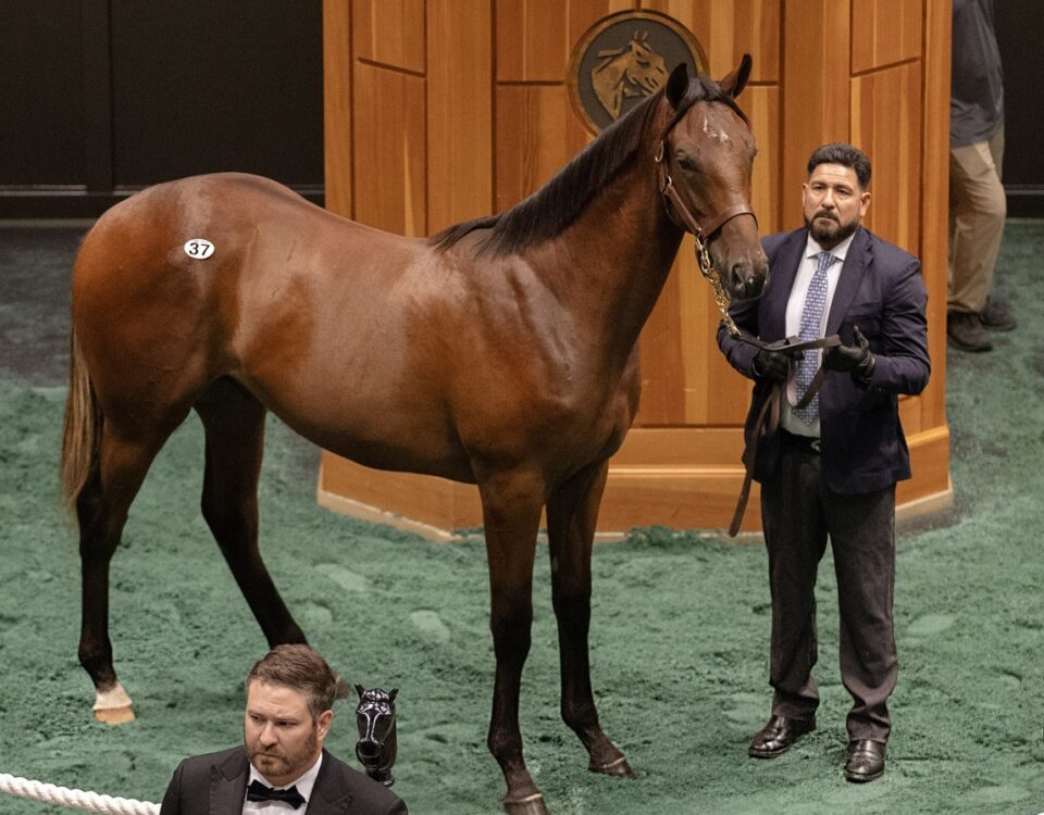 Hip 37 - Potro (Gun Runner) $2.7M - Barbara D. Livingston - Daily Racing Form