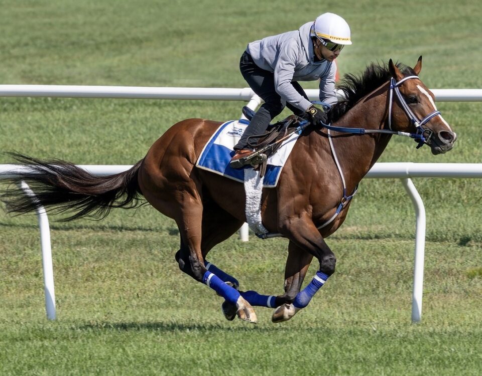 Mystik Dan ejercitando sobre grama. Foto Debbie Roma / Daily Racing Form