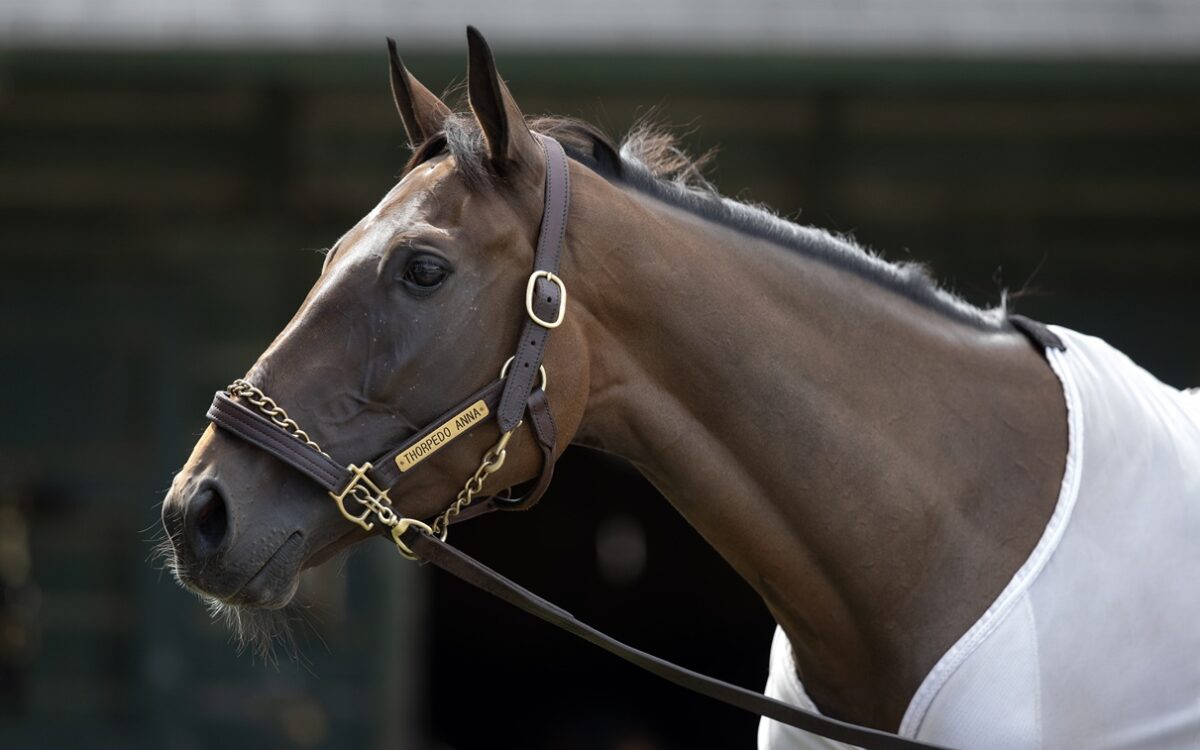 Thorpedo Anna - Barbara D. Livingston - Daily Racing Form