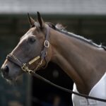 Thorpedo Anna - Barbara D. Livingston - Daily Racing Form