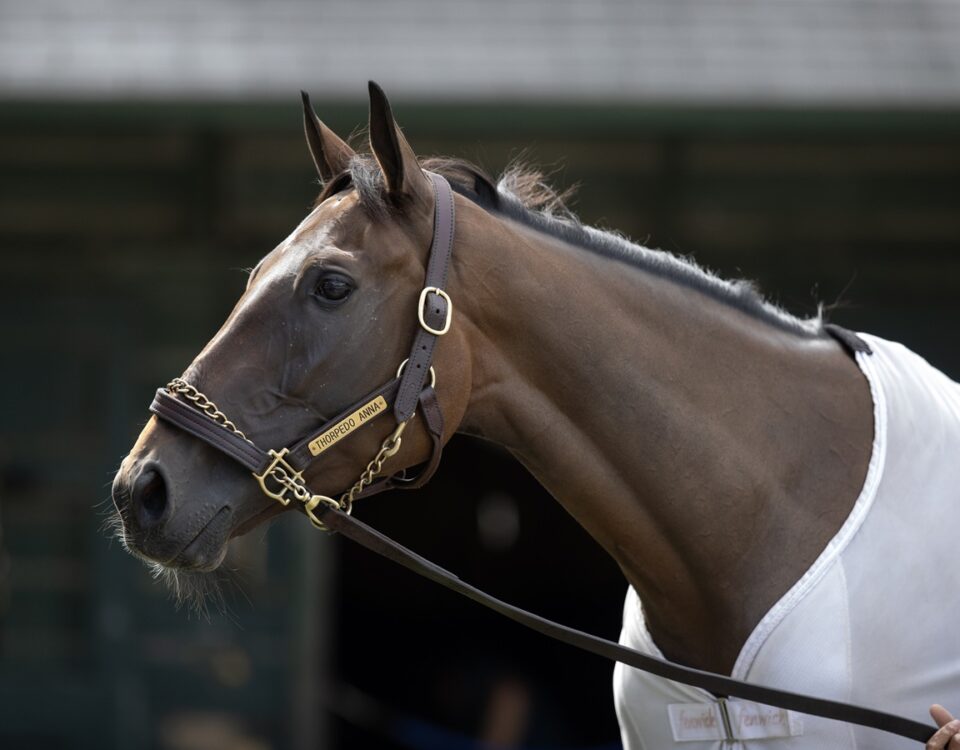 Thorpedo Anna - Barbara D. Livingston - Daily Racing Form