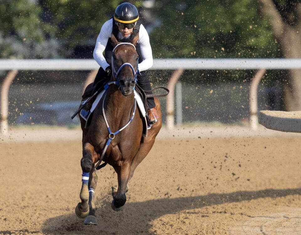 Thorpedo Anna - Photo: Barbara D. Livingston - Daily Racing Form