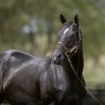 Not This Time - Barbara D. Livingston / Daily Racing Form