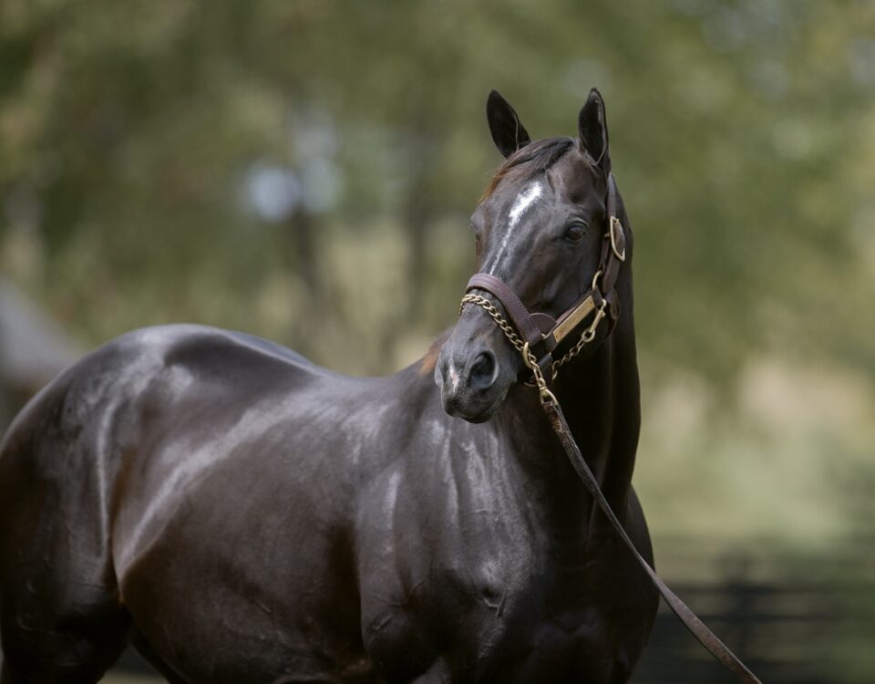 Not This Time - Barbara D. Livingston / Daily Racing Form