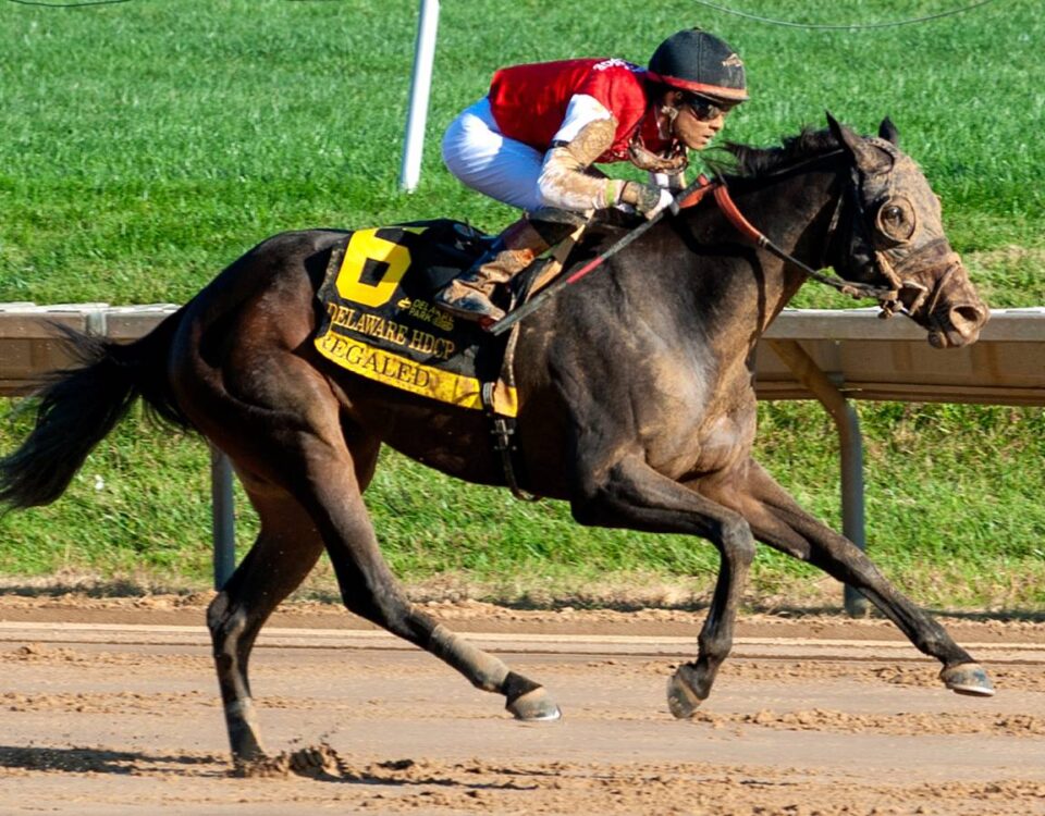 Regaled - Delaware Handicap G3 - Hoofprints Inc.