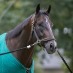 Sovereignty - Barbara D. Livingston - Daily Racing Form