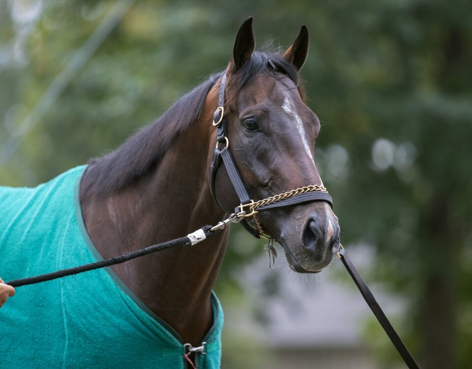Sovereignty - Barbara D. Livingston - Daily Racing Form