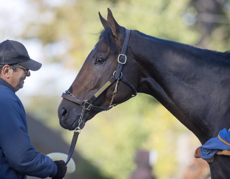 Fierceness - Barbara D. Livingston - Daily Racing Form