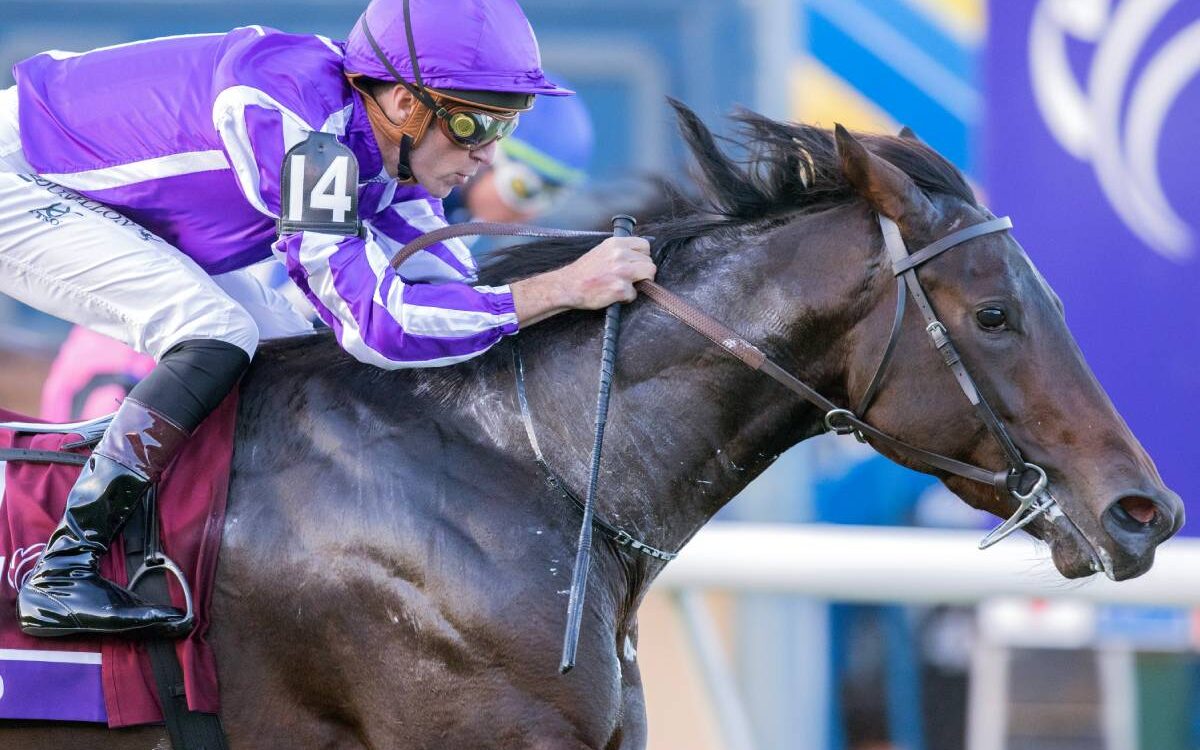 Gstaad - BC Juvenile Turf - Barbara D. Livingston - Daily Racing Form