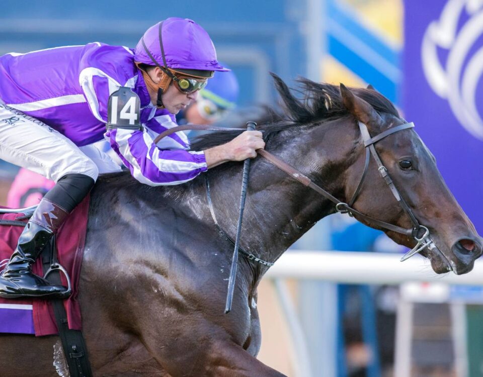 Gstaad - BC Juvenile Turf - Barbara D. Livingston - Daily Racing Form