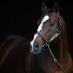 Into Mischief - Barbara D. Livingston/Daily Racing Form