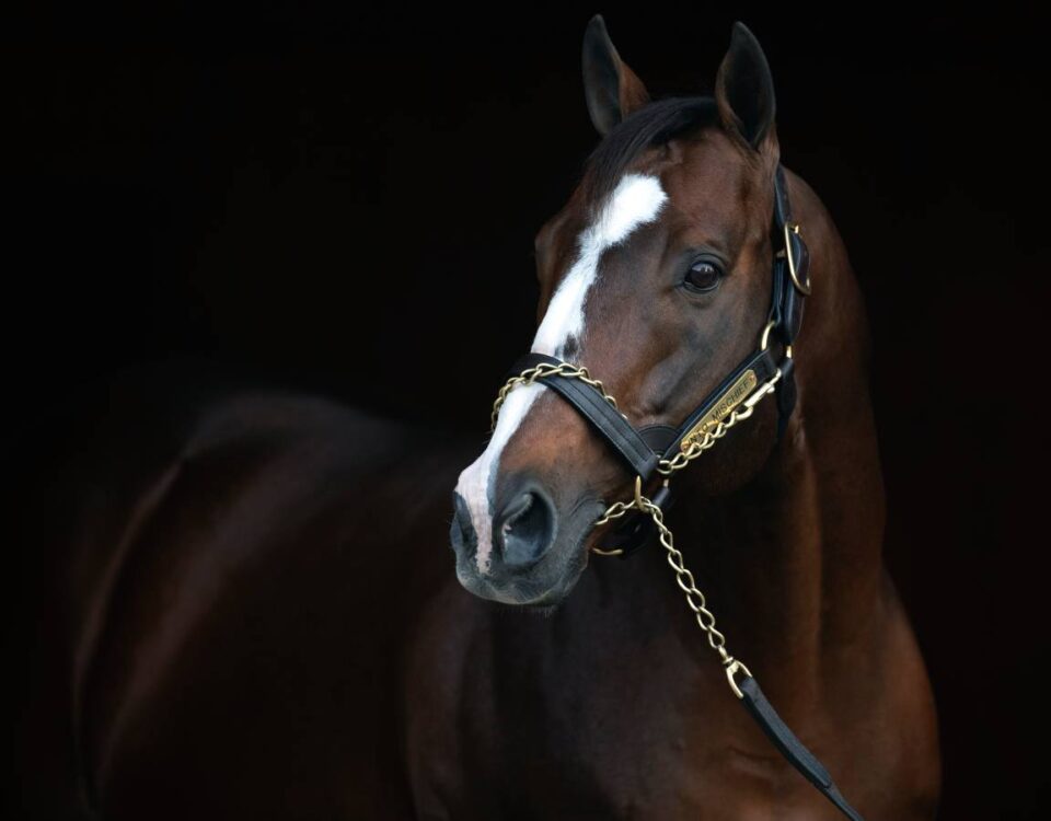 Into Mischief - Barbara D. Livingston/Daily Racing Form