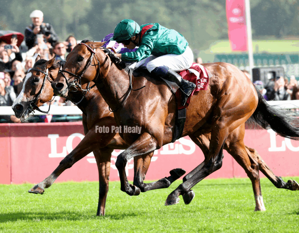Daryz - Prix de l'Arc de Triomphe - Pat Healy