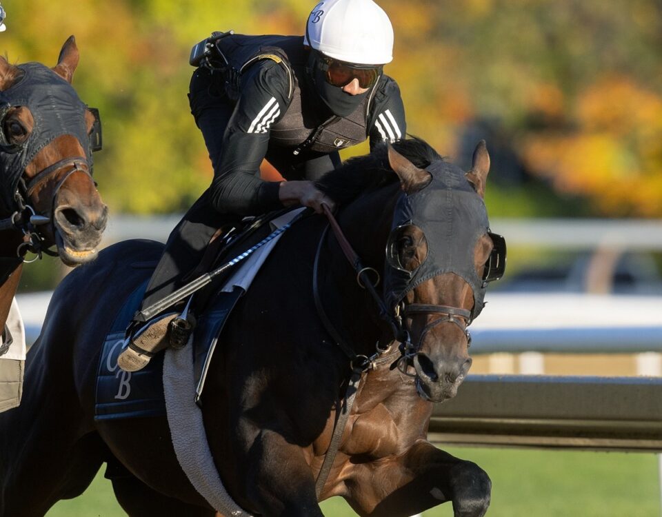 Sierra Leone - Barbara D. Livingston - Daily Racing Form