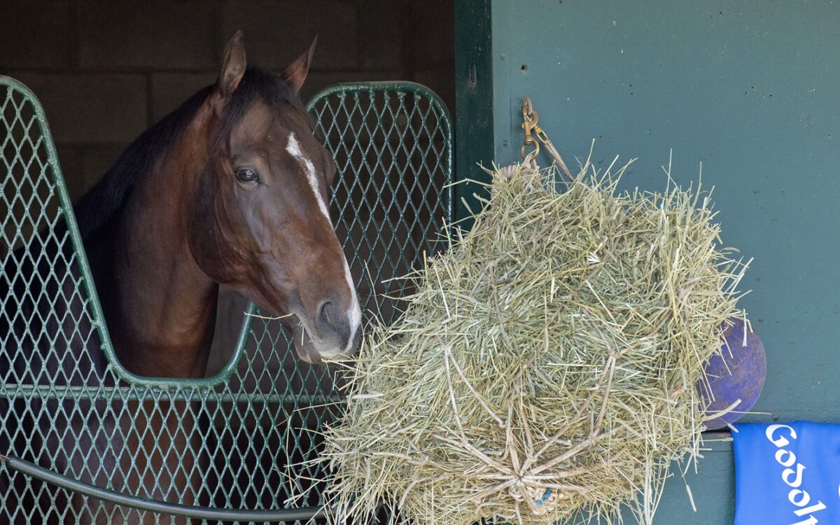 Sovereignty - Barbara D. Livingston - Daily Racing Form