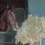 Sovereignty - Barbara D. Livingston - Daily Racing Form